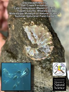 Fossil with original mother-of-pearl shell.