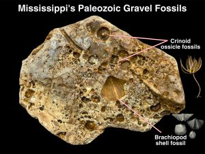 Ancient Marine Fossils in Chert Gravel 