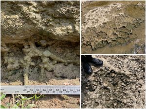 ichnofossils, also referred to as “trace fossils”