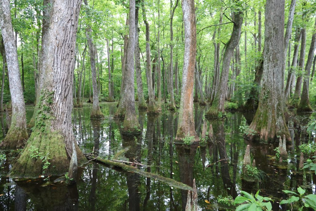 cypress swamp