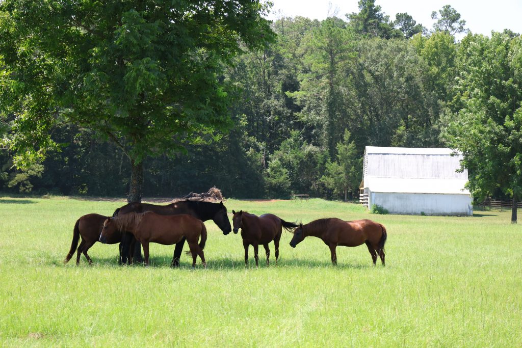 horses in field