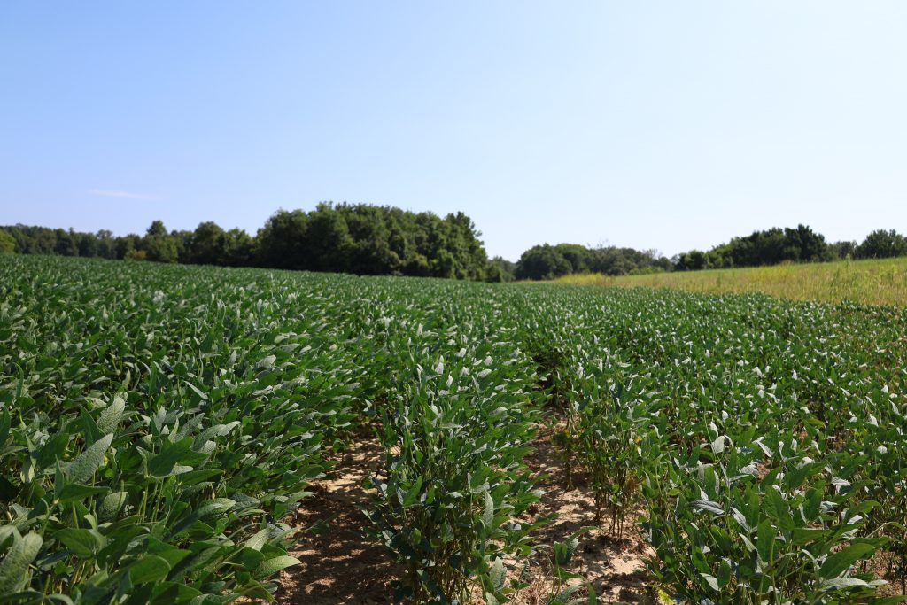 soybean field