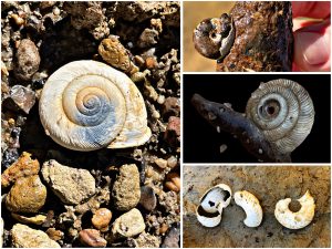 loess snail fossil specimens