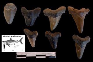 Teeth of One of the largest mega-toothed sharks to inhabit the world’s oceans called Otodus auriculatus