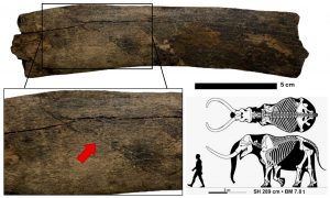 Taphonomic Traces on a Proboscidean Rib from Yazoo County, MS