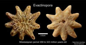 Photo of Evactinopora fossil found by an 11-year-old on a sandbar along the Pearl River.   