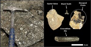 A Variety of Fossil Organisms from a Danian Outcrop in Ripley, MS