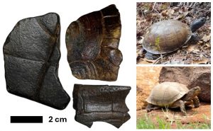 Fossil Turtle Shells from Blueskin Creek 