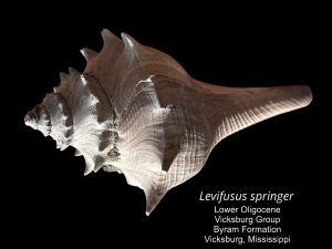 large gastropod Levifusus springer